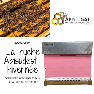 Ruche Apisudest rose...