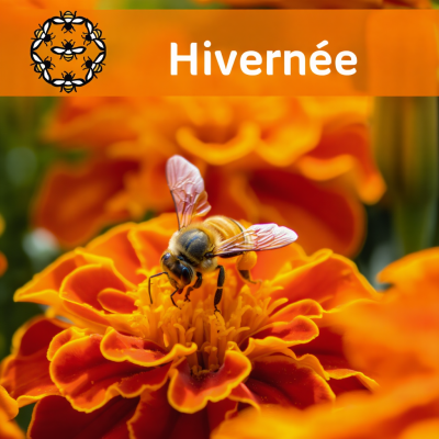 Essaim Hiverné Buckfast...