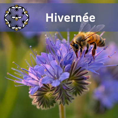 Essaim Hiverné Buckfast...