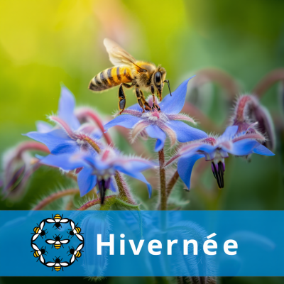 Essaim Hiverné Buckfast...