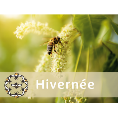 Essaim Hiverné Buckfast...