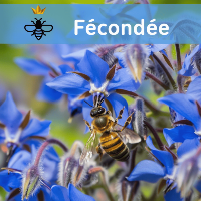 Reine fécondée retrait à...