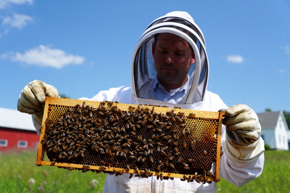 image varroa 3