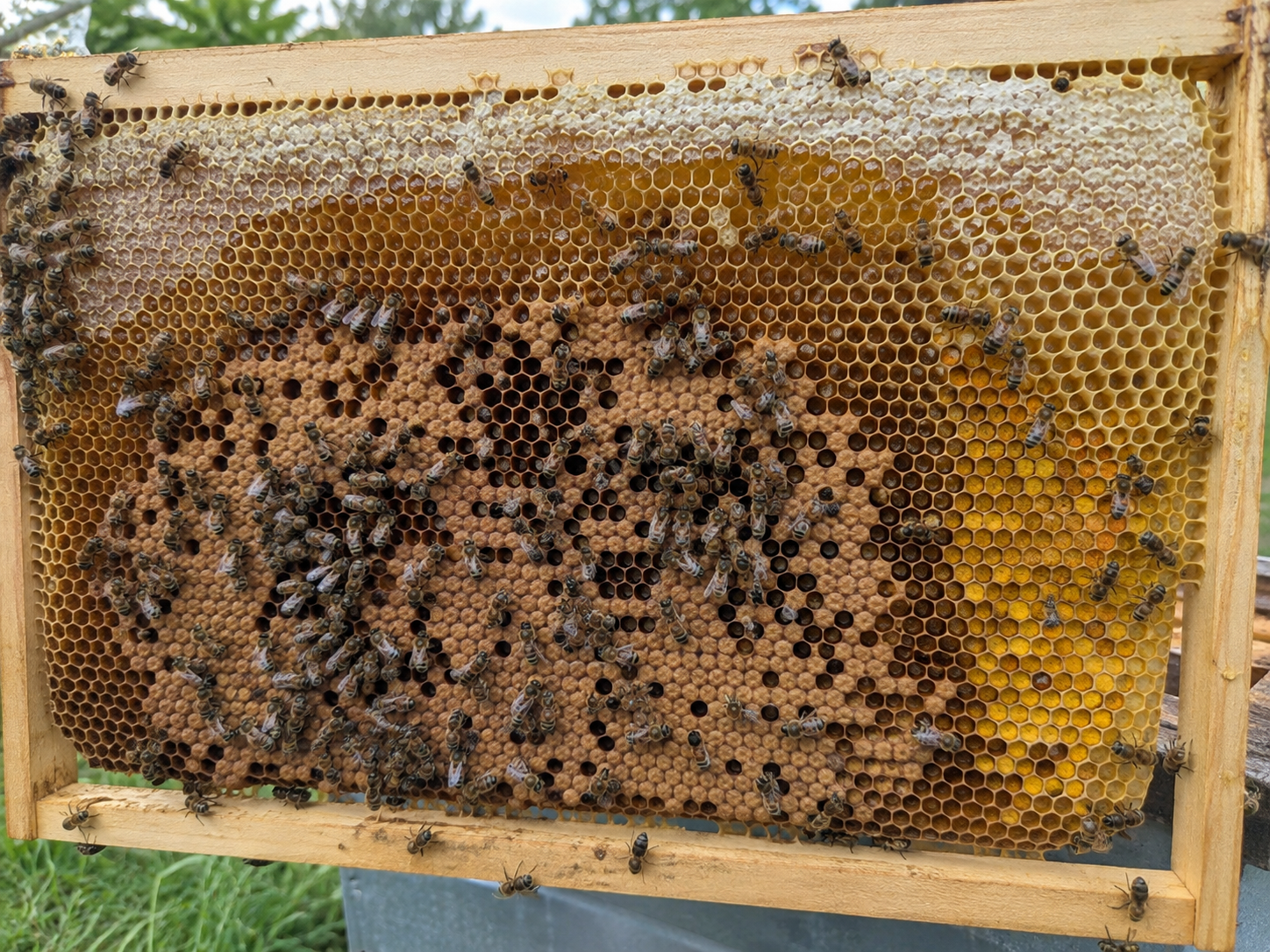 Cadre de ruche présentant du couvain, du pollen et des réserves de miel
