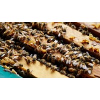 initiation apiculture